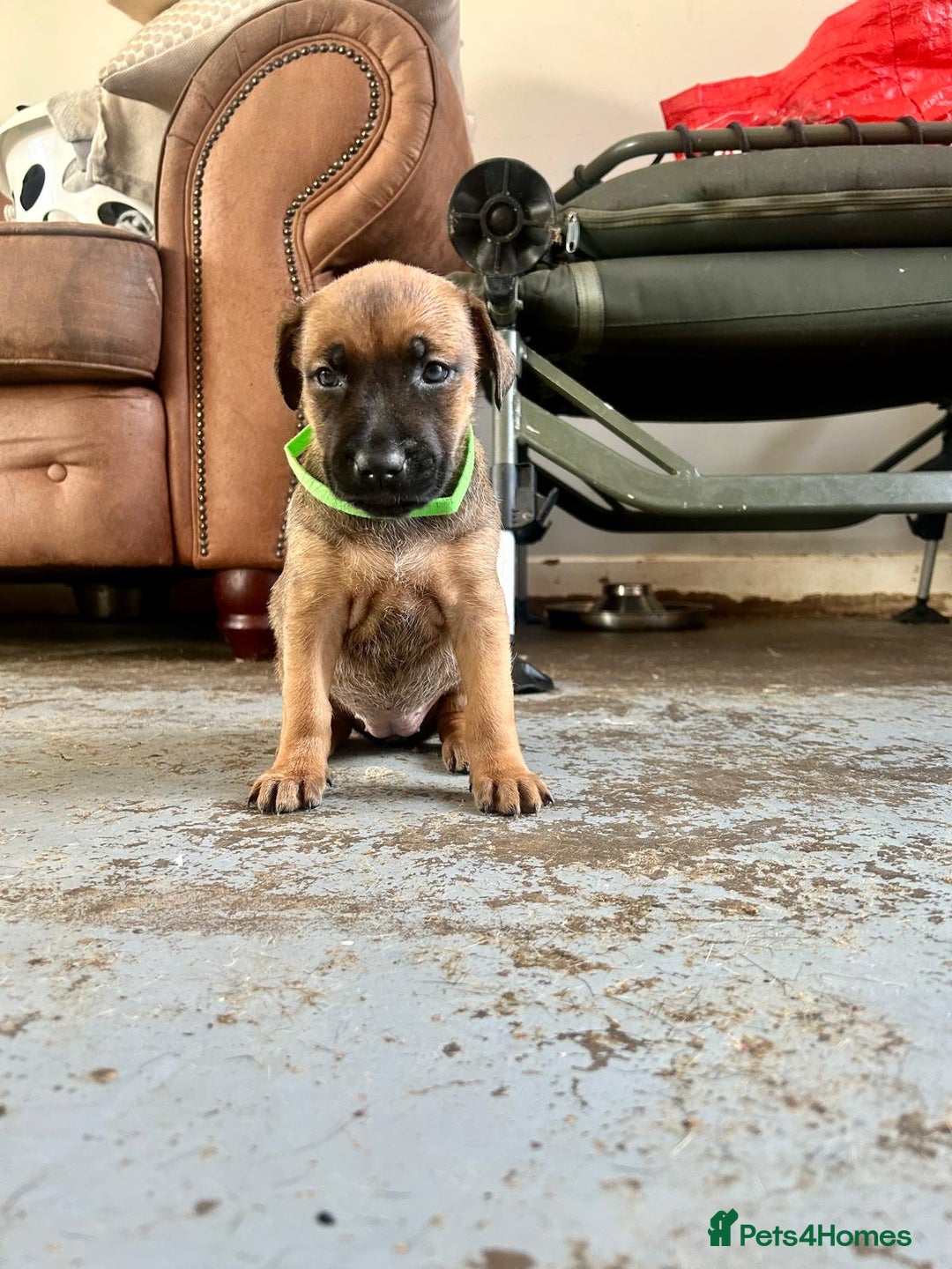 Mixed Breed dogs for sale: Mali cross  - Advert 6