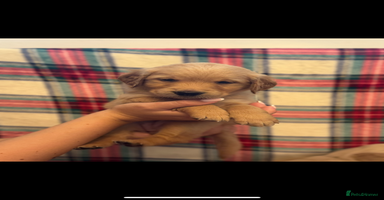Golden Retriever dogs - Advert 1