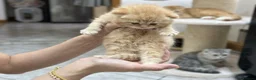 British Shorthair cats for sale: Beautiful Ginger Girl Tabby BSH Kitten - Advert 3