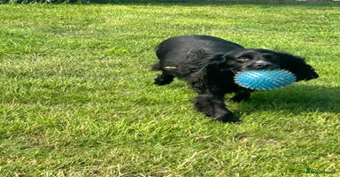 Cocker Spaniel dogs - Advert 13