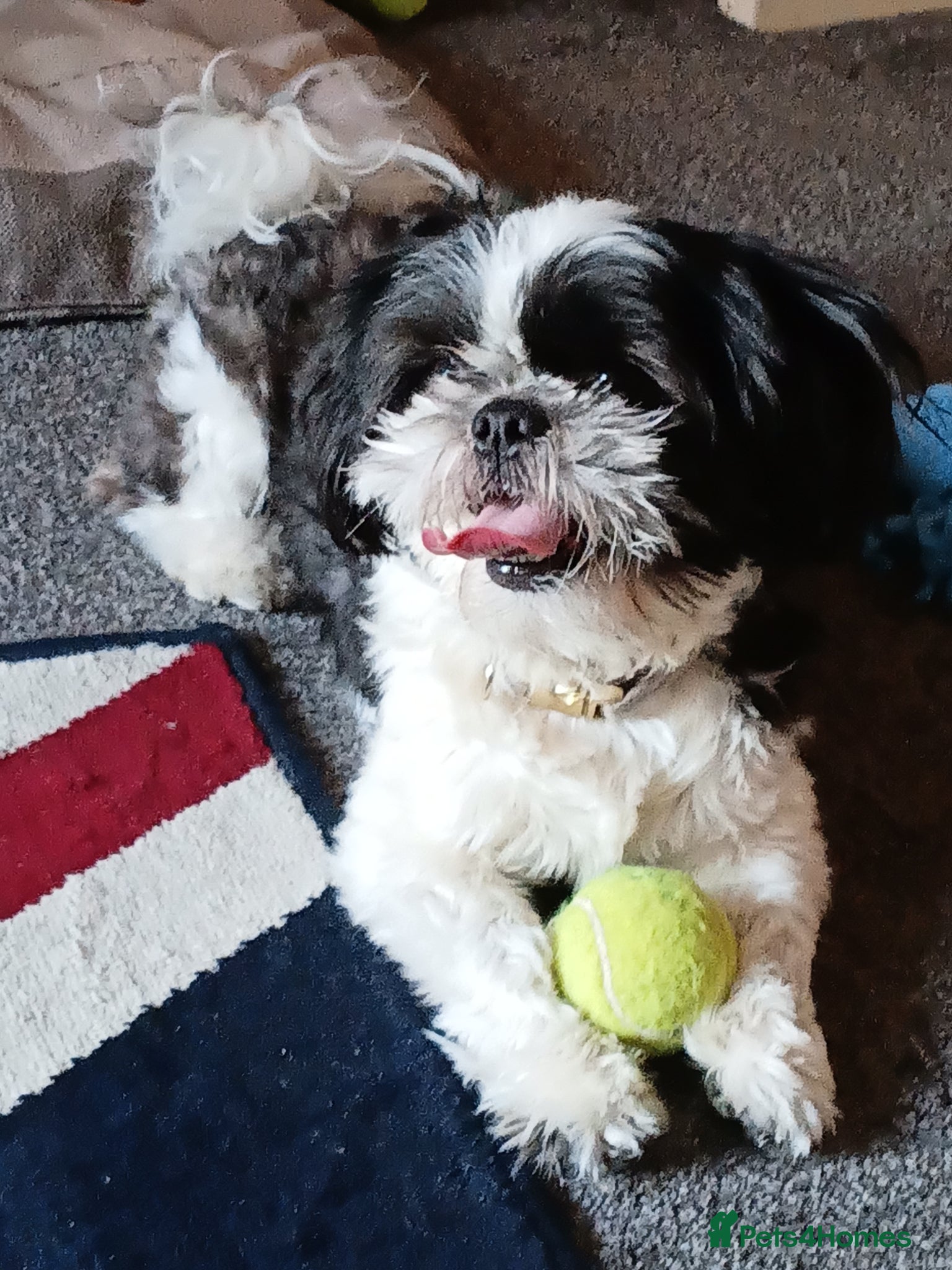 Shih Tzu dogs 1 year old shit tzu - Advert 5
