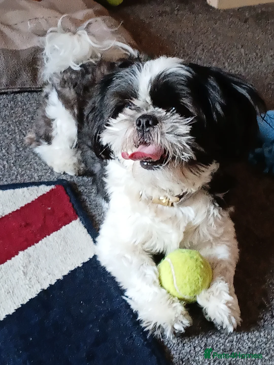 Shih Tzu dogs for sale: 1 year old shit tzu in Bilston - Advert 1