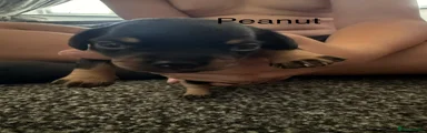 Peanut