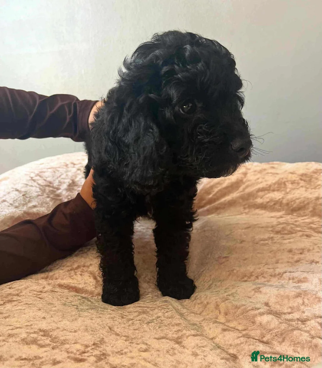 Cockapoo dogs for sale: 11 month old cockerpoo in Mansfield - Advert 2