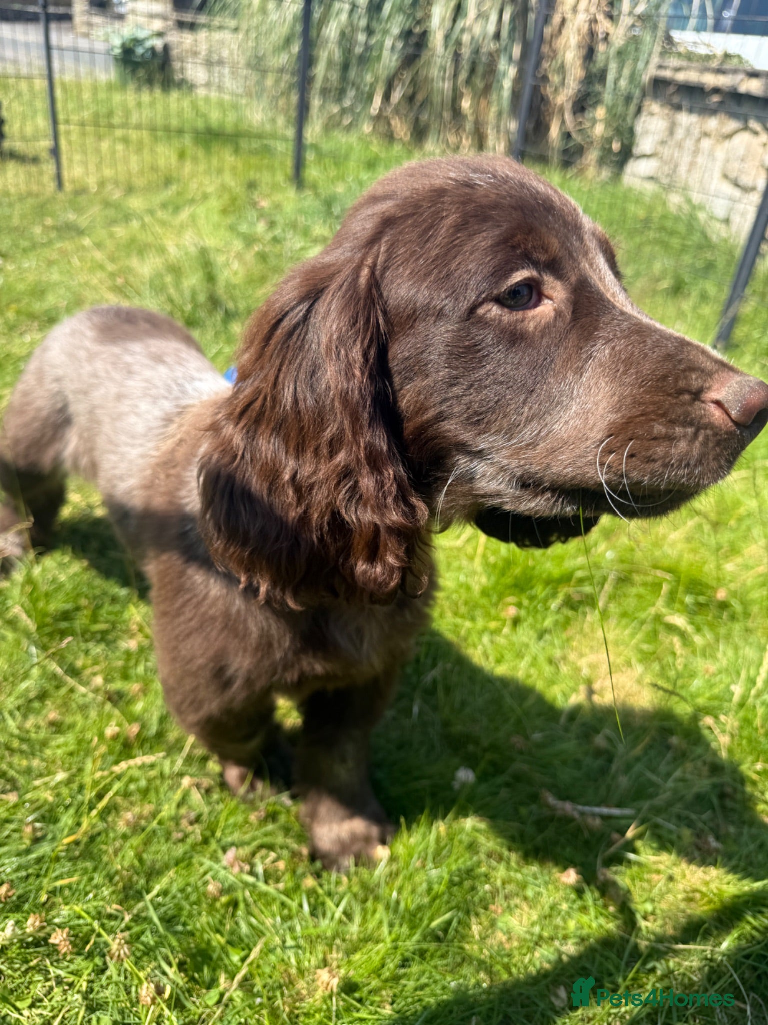 Cocker Spaniel dogs for sale: Wilson KC Registered Looking For Forever Home - Advert 2