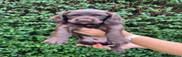 Cocker Spaniel dogs for sale: Liver Working Cocker Spaniel Dog Puppy Available in Dorchester - Advert 2