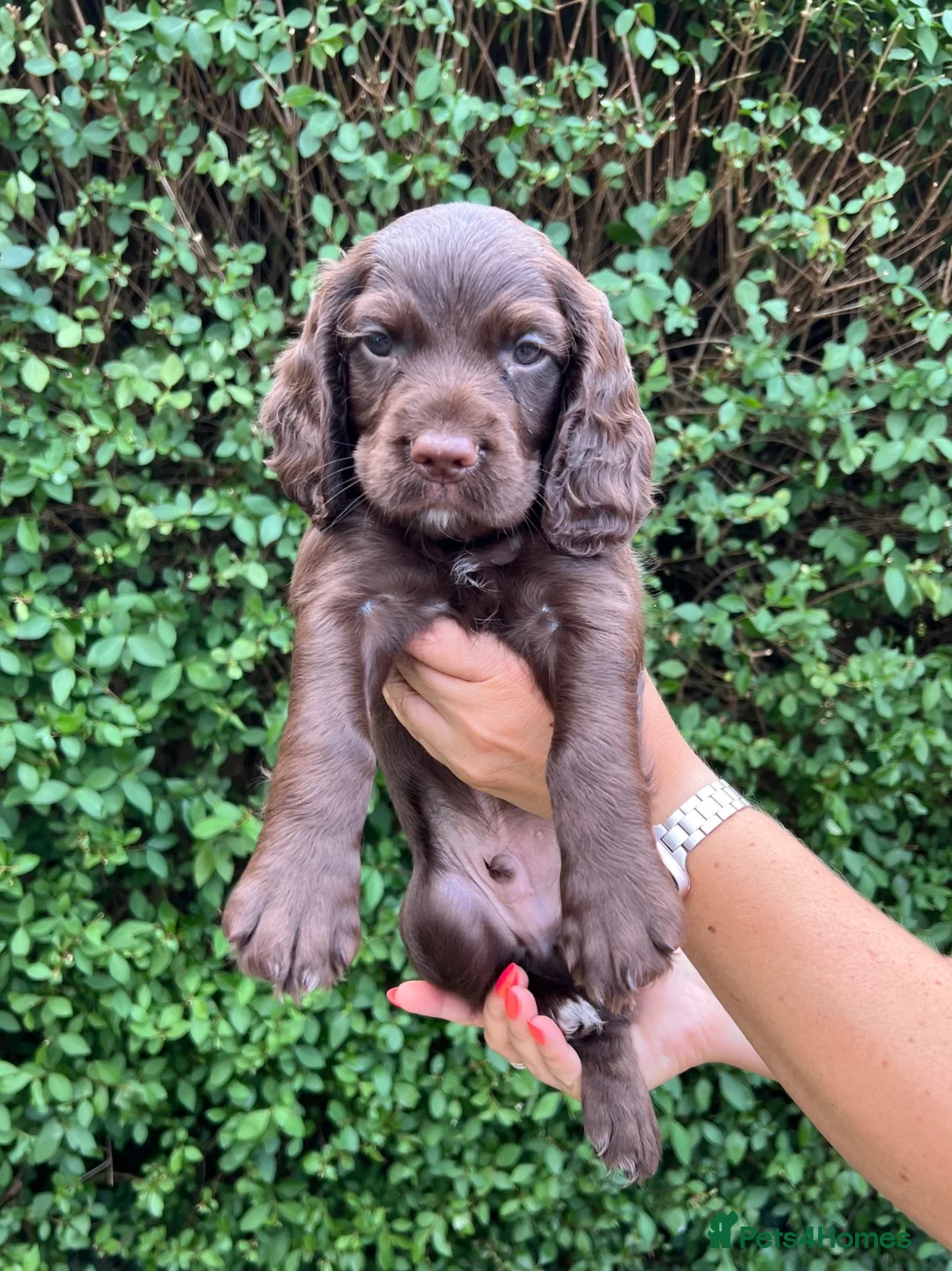 Cocker Spaniel dogs for sale: Liver Working Cocker Spaniel Dog Puppy Available in Dorchester - Advert 2