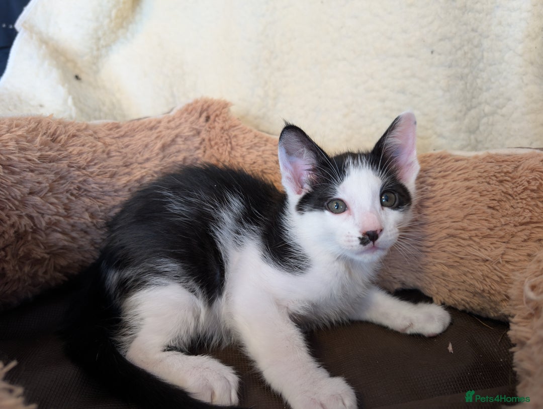 Oriental cats for sale: Orientals for sale  - Image 5