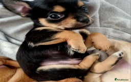 Chihuahua dogs for sale: Chihuahua  - Image 22