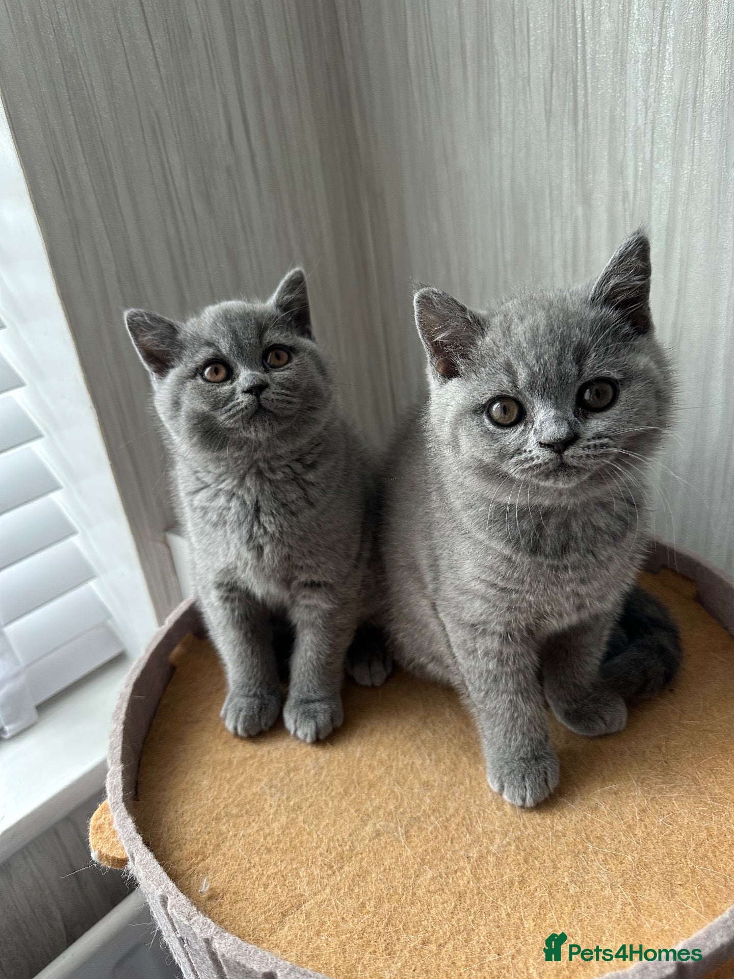 British Shorthair cats ACTIVE ONE GIRL LEFT GCCF BSH  - Advert 1