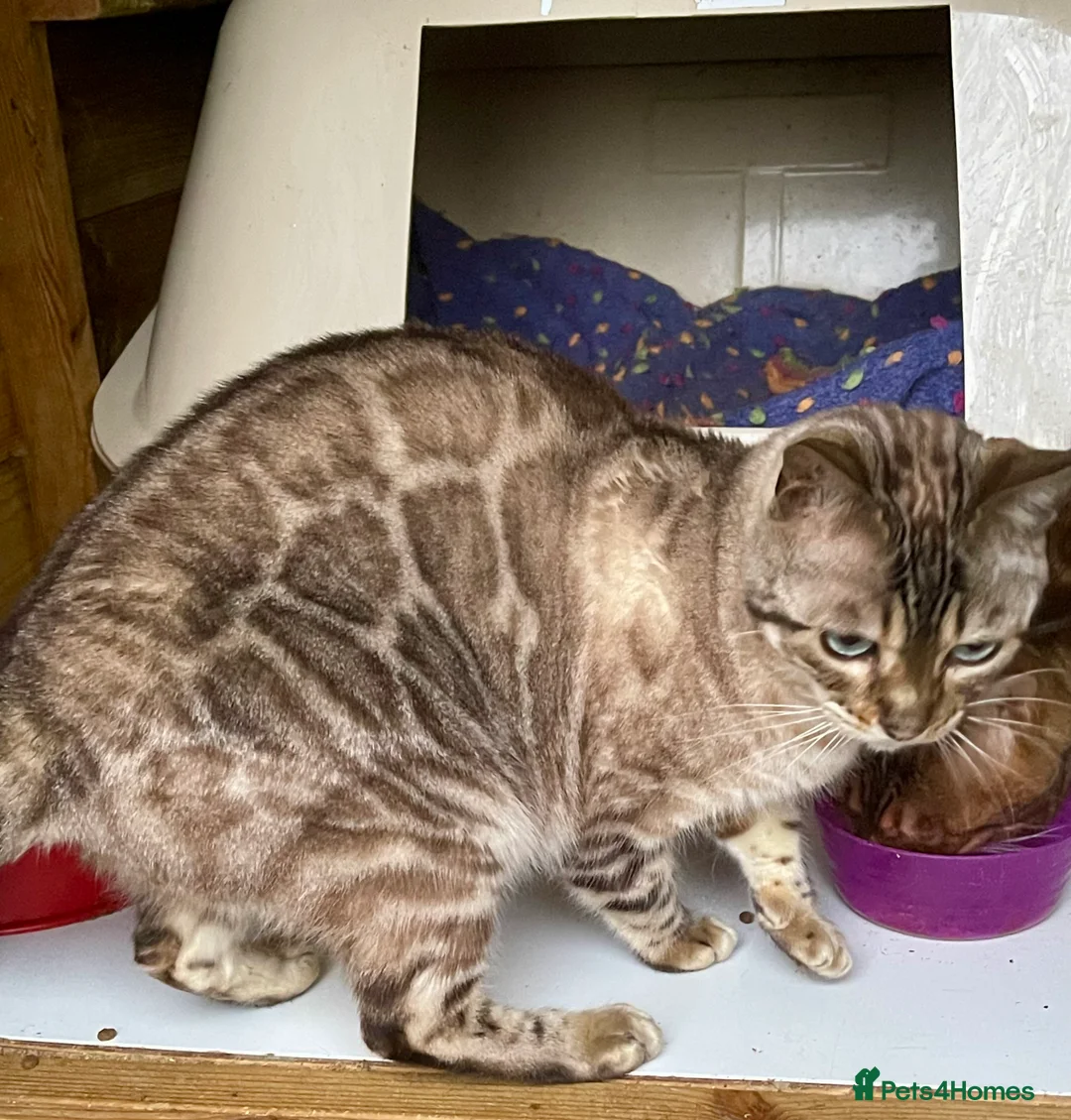 British Shorthair cats for sale: Young Neutered Pedigree Adults - Advert 12