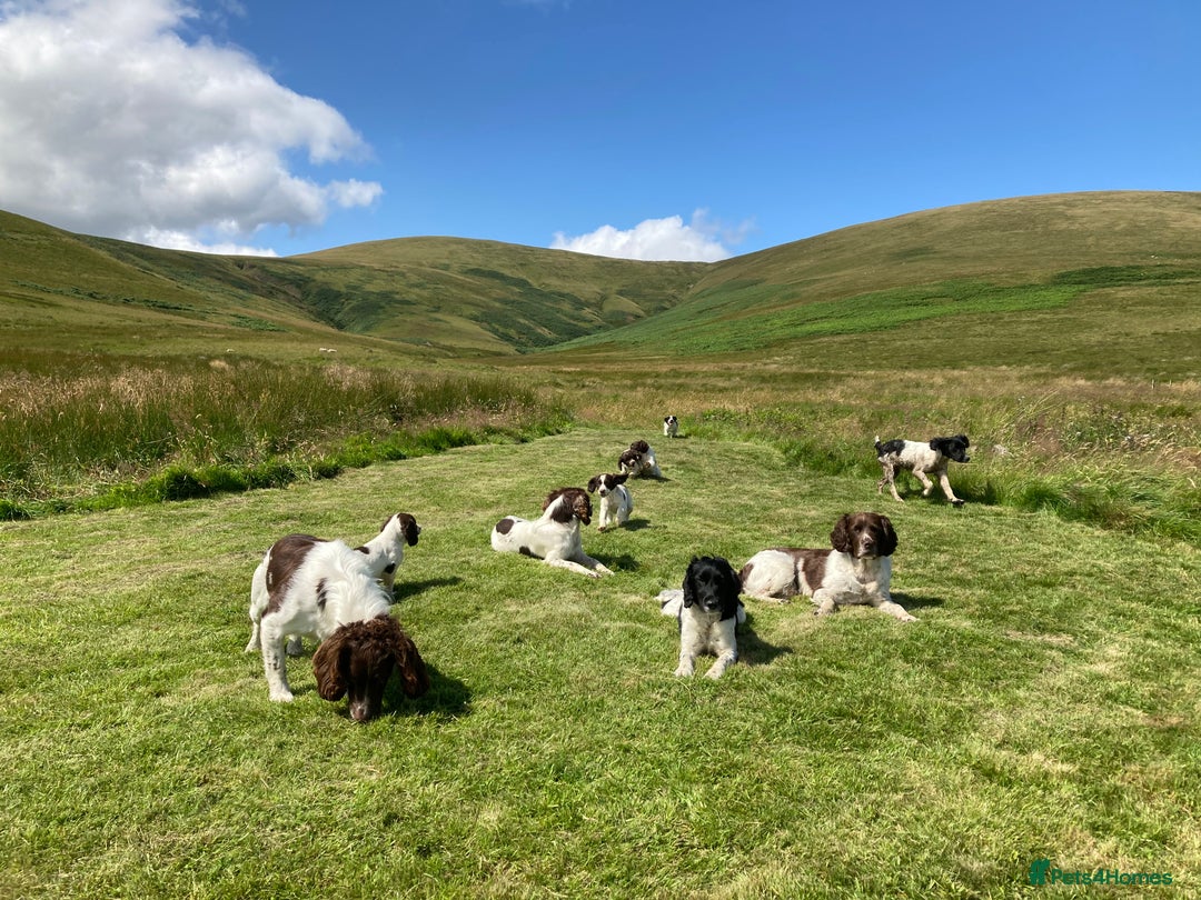 English Springer Spaniel dogs for sale: English Springer Spaniel Pups  - Image 21