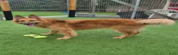 German Shepherd dogs for adoption: GANDER - 5 year old GSD - Advert 4