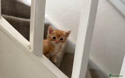 Persian cats for sale: Stunning half Exotic Persian kittens for sale.  - Image 6