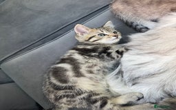Mixed Breed cats for sale: Tabby and Persian mixed breed kitten  - Image 6