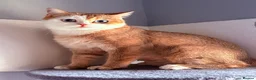 British Shorthair cats for sale: GCCF British Shorthair Golden Shell Girl  Pet Only - Advert 3