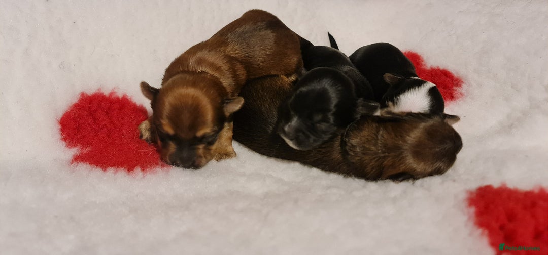 Chorkie dogs for sale: Outstanding Chihuahua x Yorkshire Terrier puppies  - Advert 2
