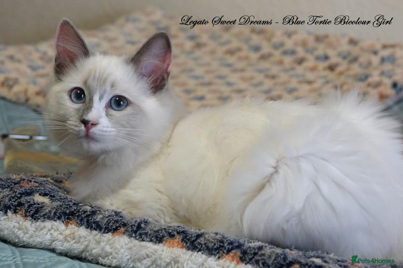 Ragdoll cats for sale: Quality GCCF Reg Ragdoll Kittens Ready Now - Advert 2