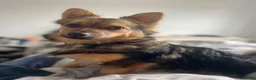 Pomchi dogs for sale: Puppy  in Spalding - Advert 4