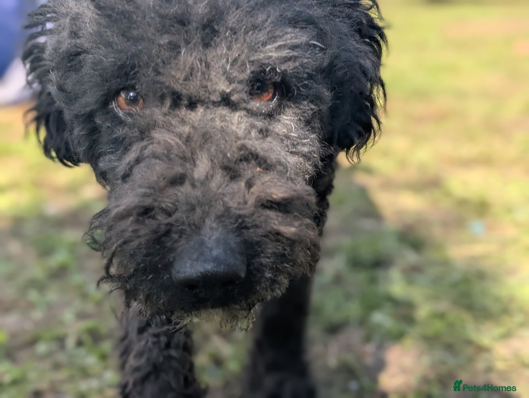 Mixed Breed dogs for sale: Handsome Hero 😍🐾 - Image 4