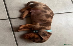 Dachshund dogs for sale: READY TO GO Dachshund Puppies dapple+chocolate - Image 8