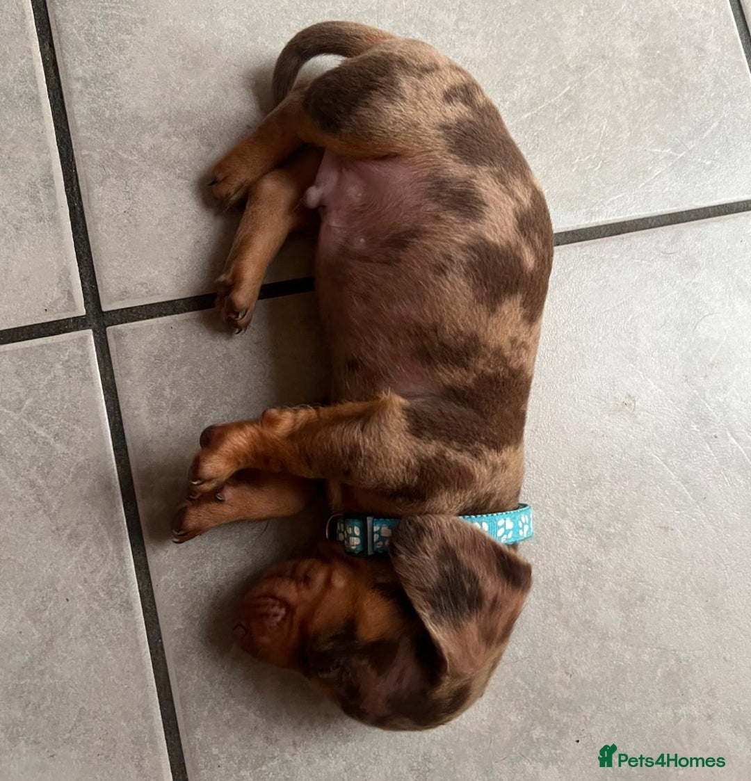 Dachshund dogs for sale: READY TO GO Dachshund Puppies dapple+chocolate - Image 8