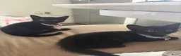 Mixed Breed cats for sale: Bengal mix black kittens Ready to go now  - Advert 3