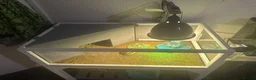 Hermann Tortoise reptiles for sale: Beautiful female tortoise  in Walsall - Advert 2