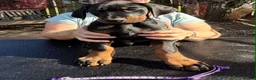 Dobermann dogs for sale: Stunning KC reg Doberman puppies  - Advert 16