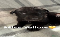 Mixed Breed dogs for sale: 10 RARE hybrid huskypoo’s!!! - Image 3