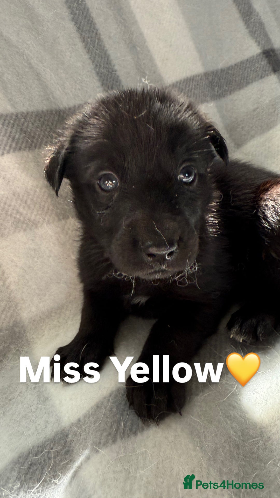 Mixed Breed dogs for sale: 10 RARE hybrid huskypoo’s!!! - Image 3