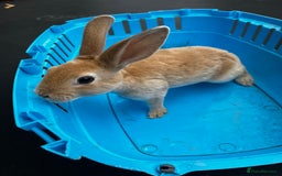Rex rabbits for sale: Bunnies for sale  - Image 4