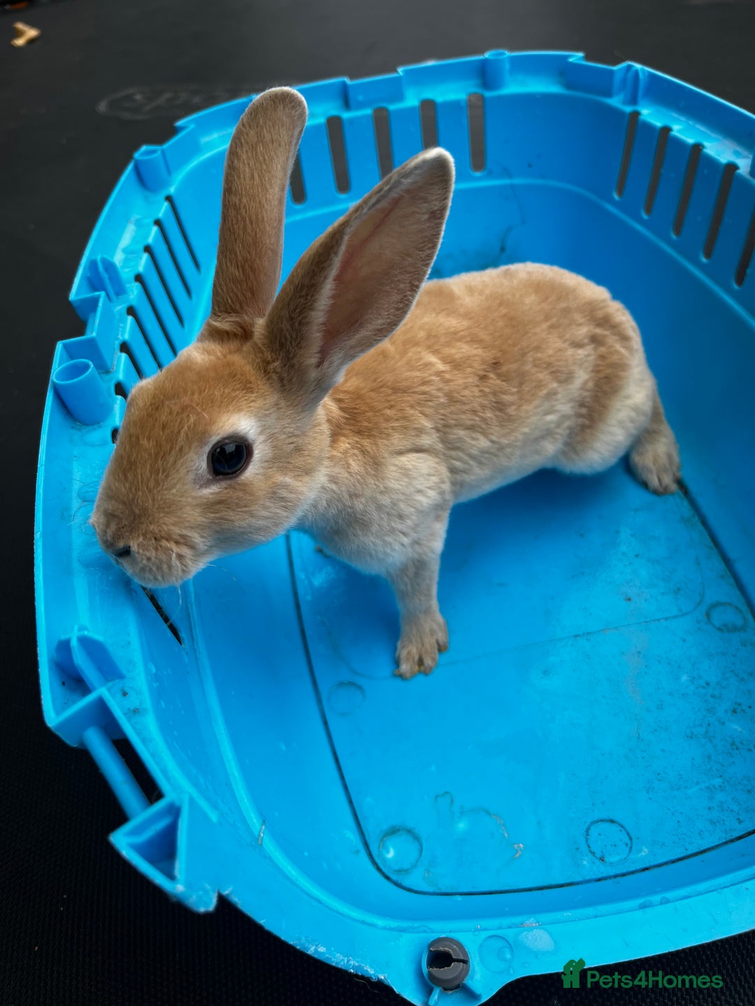 Rex rabbits for sale: Bunnies for sale  - Image 4