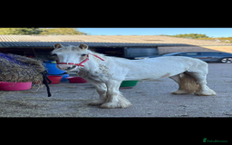 KWPN horses for sale: Judy the little pally and white  - Image 2