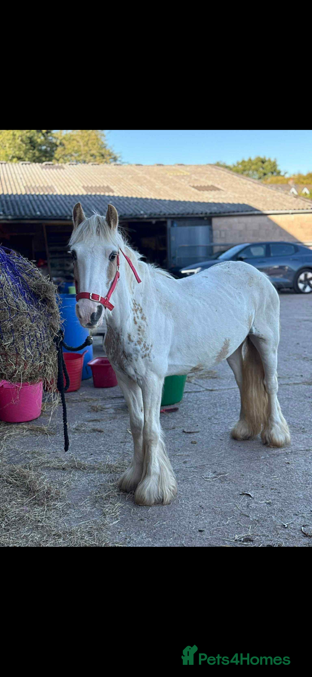 KWPN horses for sale: Judy the little pally and white  - Image 2