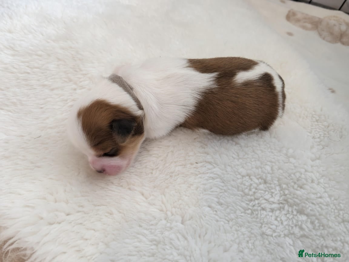 Lhasa Apso dogs KC REG LHASA APSO PUPS  - Advert 2