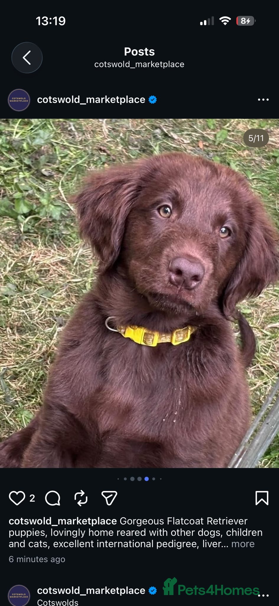 Flat coated Retriever dogs Gorgeous liver and black Flatcoat Retrievers - Advert 2