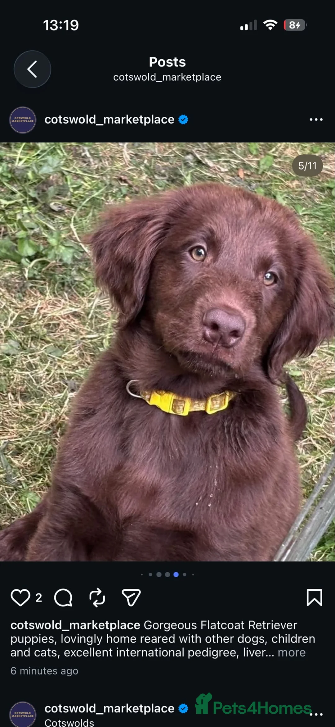 Flat coated Retriever dogs for sale: Gorgeous liver and black Flatcoat Retrievers - Advert 2