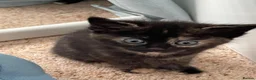 Mixed Breed cats for sale: Adorable Kittens Looking for Loving Homes  in Forfar - Advert 5
