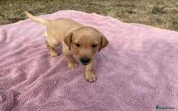 Labrador Retriever dogs for sale: Labrador (working) puppies - Image 5