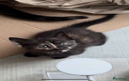 British Shorthair cats for sale: British Shorthair kittens  - Image 5