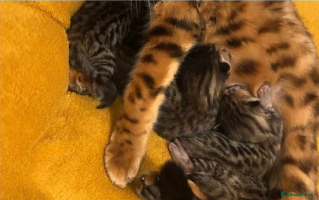Mixed Breed cats for sale: male and female mixed breed kittens for sale in Dudley - Advert 10