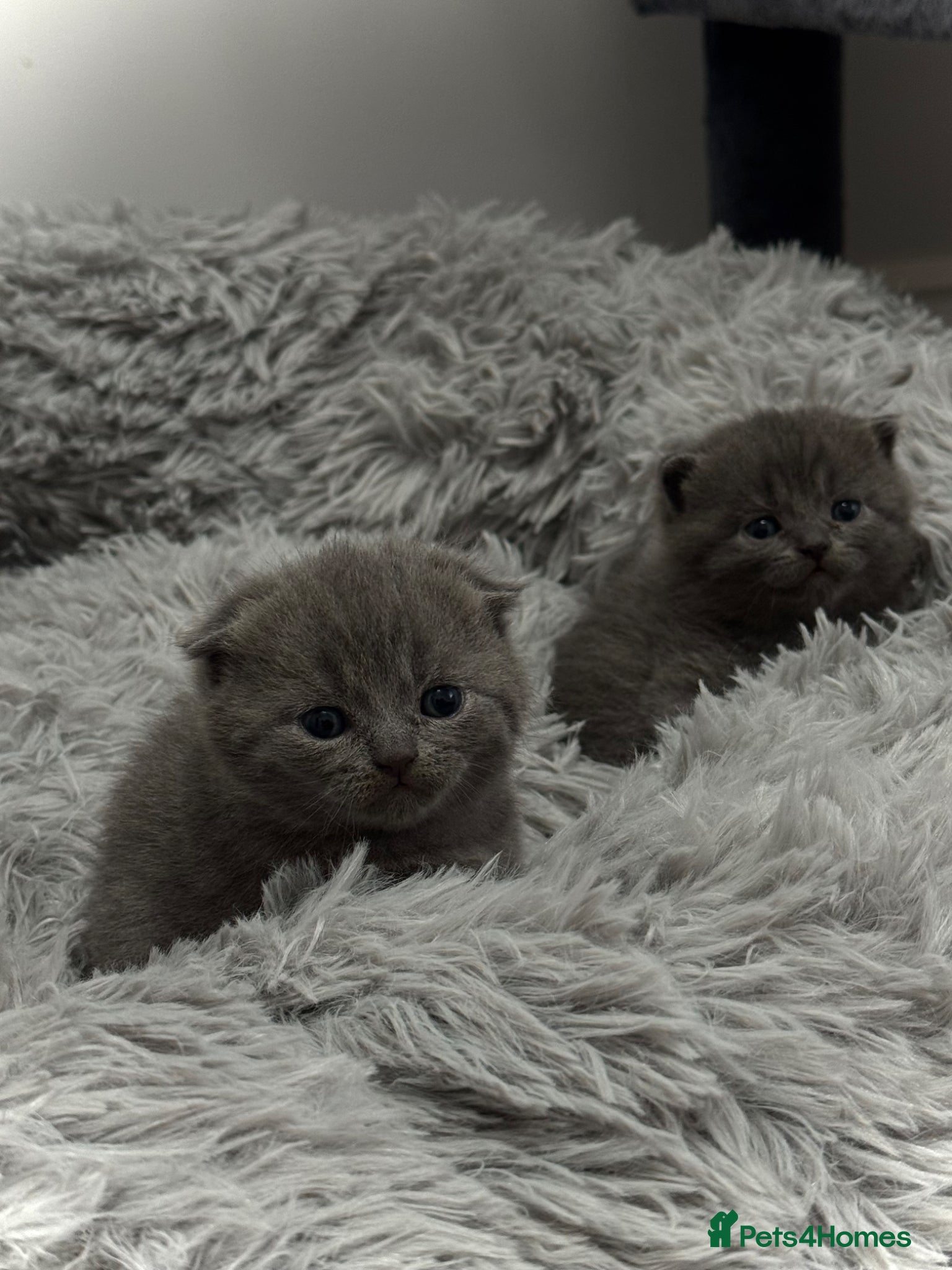 Scottish Fold cats Scottish Fold Blue Kittens  - Advert 2
