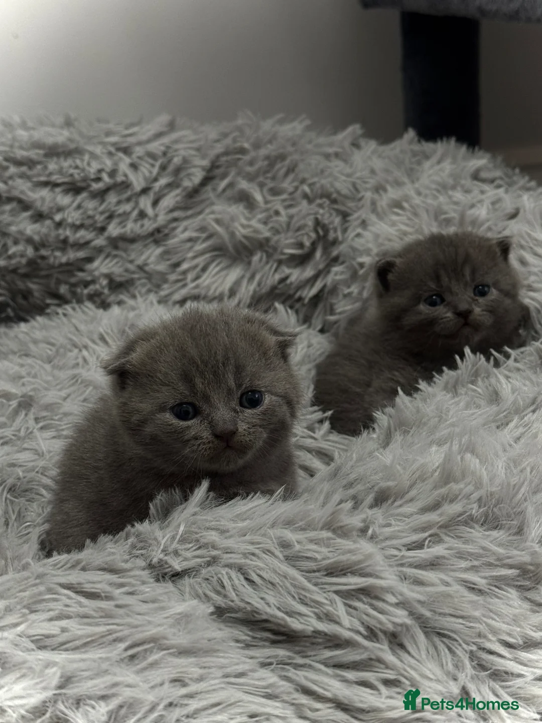 Scottish Fold cats for sale: Scottish Fold Blue Kittens  - Advert 1