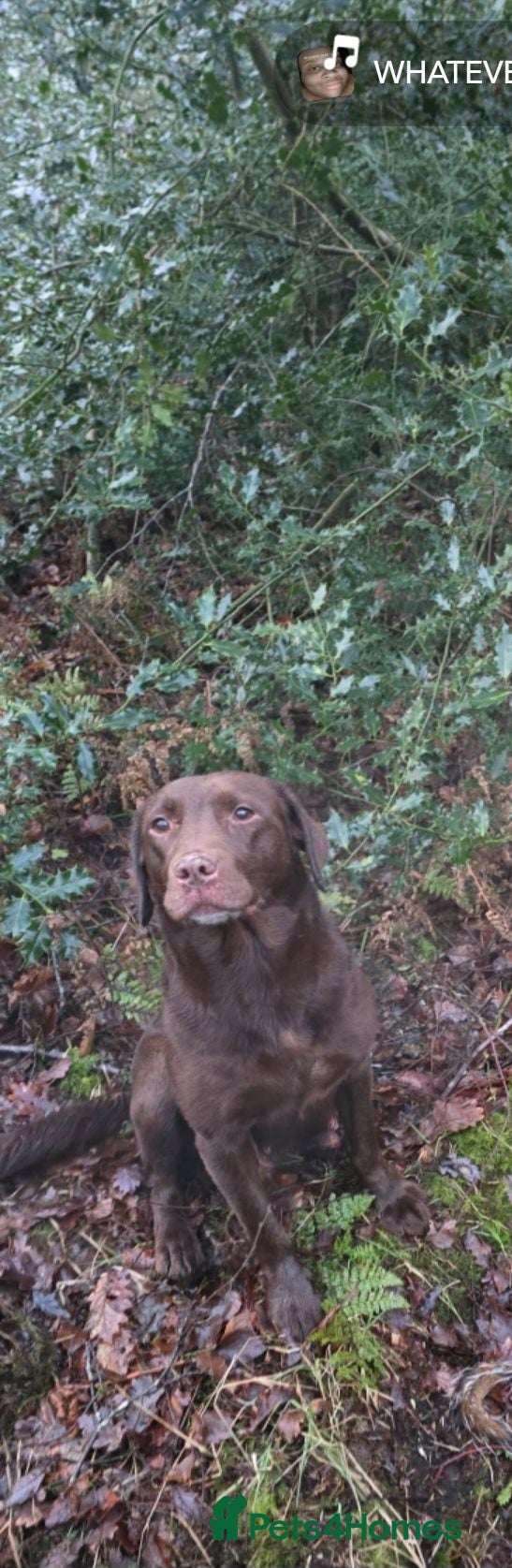 Mixed Breed dogs Labrador x lurcher pups in Burnley - Advert 1