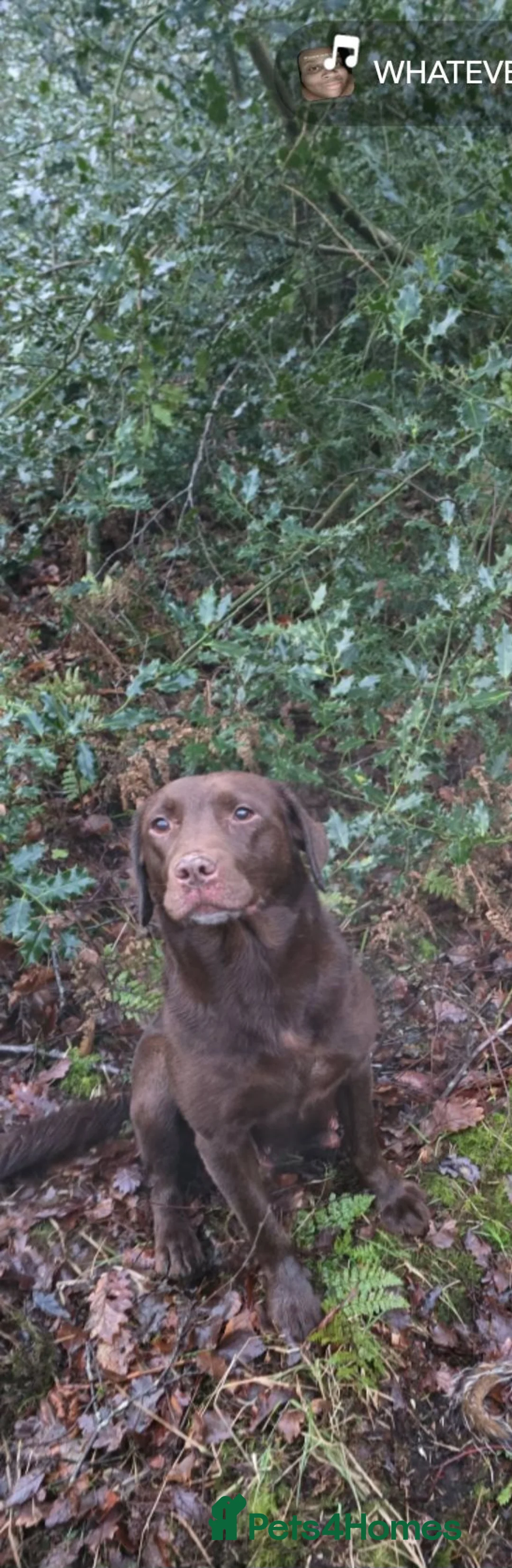 Mixed Breed dogs for sale: Labrador x lurcher pups - Advert 1