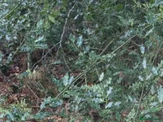 Mixed Breed dogs Labrador x lurcher pups in Burnley - Advert 1