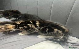 Bengal cats for sale: Bengal cross tabby girl kittens  - Advert 4