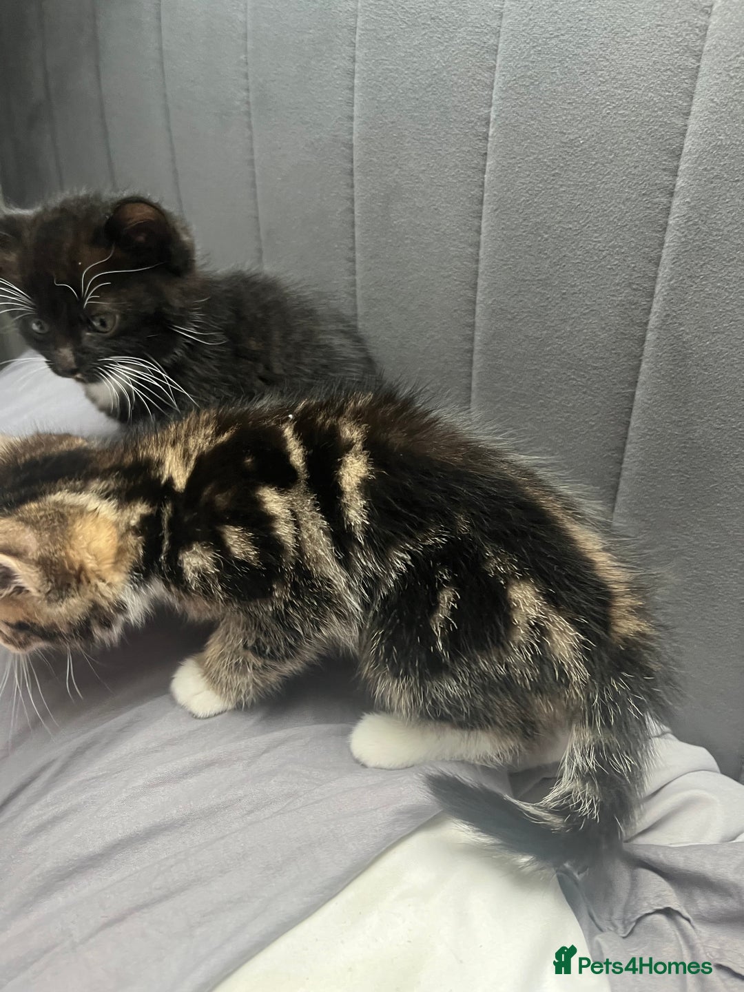 Bengal cats for sale: Bengal cross tabby girl kittens  - Advert 4