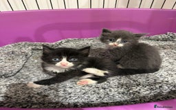 British Longhair cats for sale: beautiful kittens  - Image 1